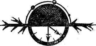 Колючая роза img_49.jpeg