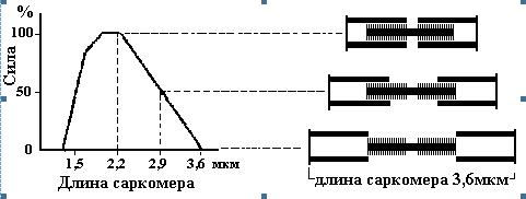 Анти-МакРоберт: Думай! по-русски. Как тренироваться по циклам _5a.jpg