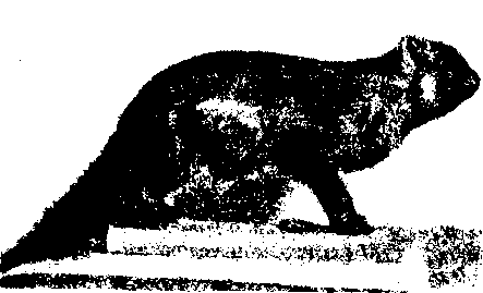 Гибридизация животных i_013.png