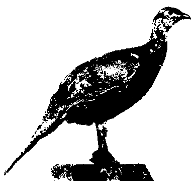 Гибридизация животных i_014.png