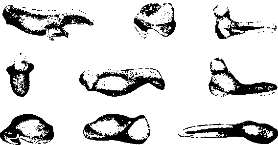 Гибридизация животных i_019.png