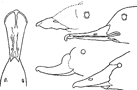 Гибридизация животных i_002.png