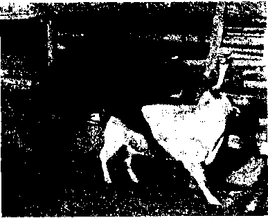 Гибридизация животных i_033.png