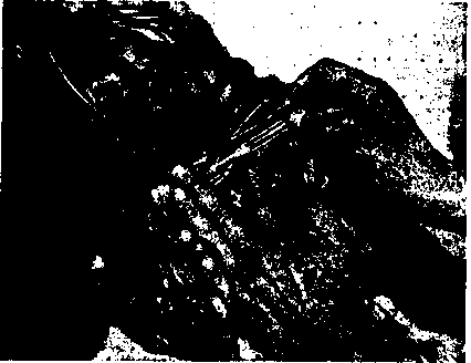 Гибридизация животных i_036.png