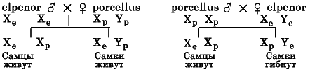 Гибридизация животных i_059.png