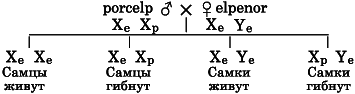 Гибридизация животных i_060.png