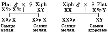 Гибридизация животных i_061.png