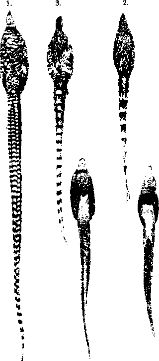 Гибридизация животных i_065.png
