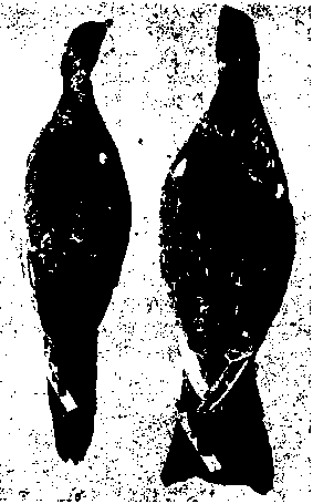 Гибридизация животных i_080.png