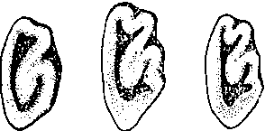 Гибридизация животных i_088.png
