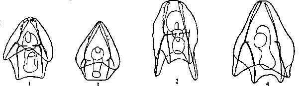 Гибридизация животных i_095.png