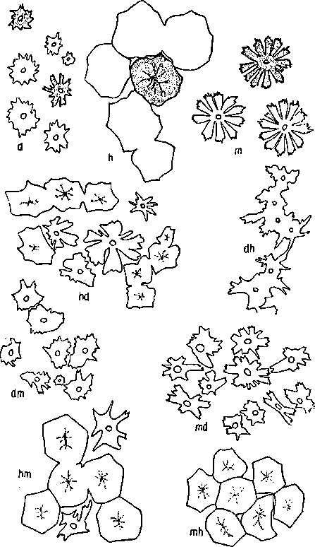 Гибридизация животных i_100.png