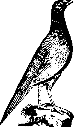 Гибридизация животных i_004.png