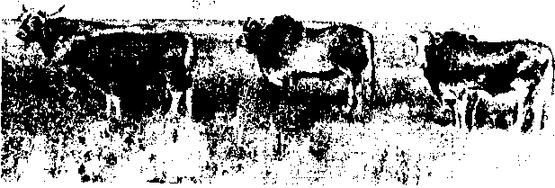 Гибридизация животных i_006.png