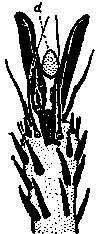 Гибридизация животных i_109.png