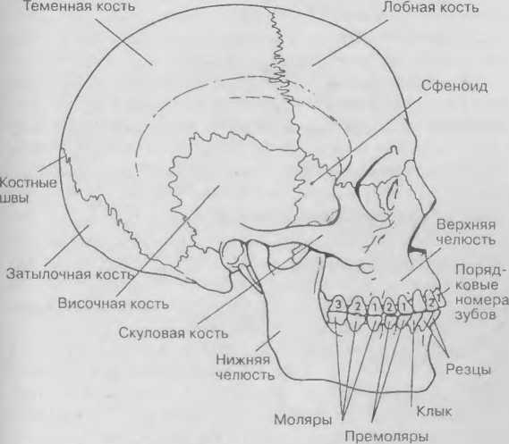 Двойники. Правда о трупах в берлинском бункере _29.jpg