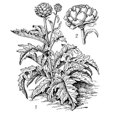 Большая Советская Энциклопедия (АР) i010-001-248066633.jpg