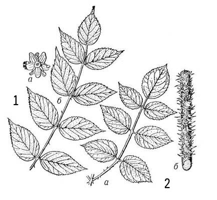 Большая Советская Энциклопедия (АР) i010-001-274877692.jpg