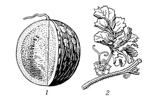 Большая Советская Энциклопедия (АР) i009-001-239249679.jpg
