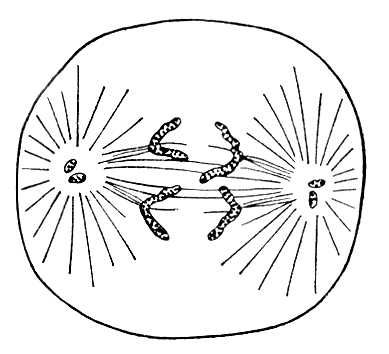 Большая Советская Энциклопедия (АН) i009-001-212680064.jpg