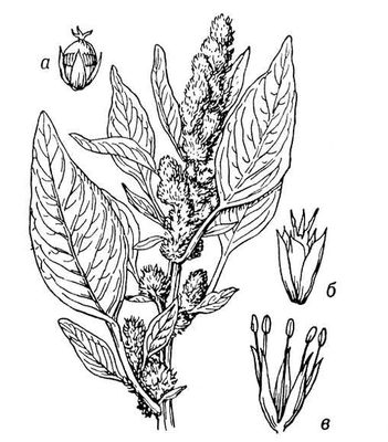 Большая Советская Энциклопедия (АМ) i009-001-226393480.jpg