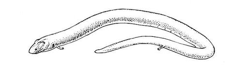 Большая Советская Энциклопедия (АМ) i010-001-259507845.jpg