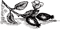 Виноделие в домашних условиях i_006.png