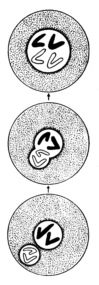 Мутант-5 img_25.png