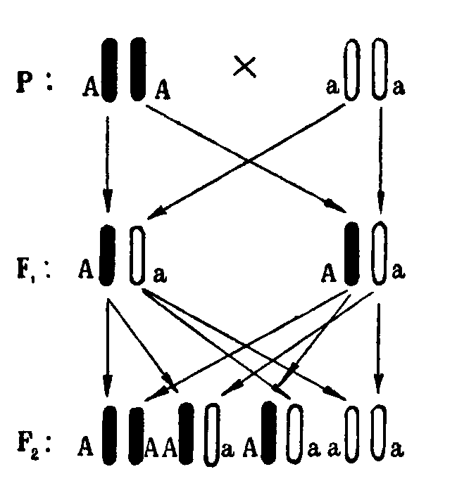 Мутант-5 img_27.png