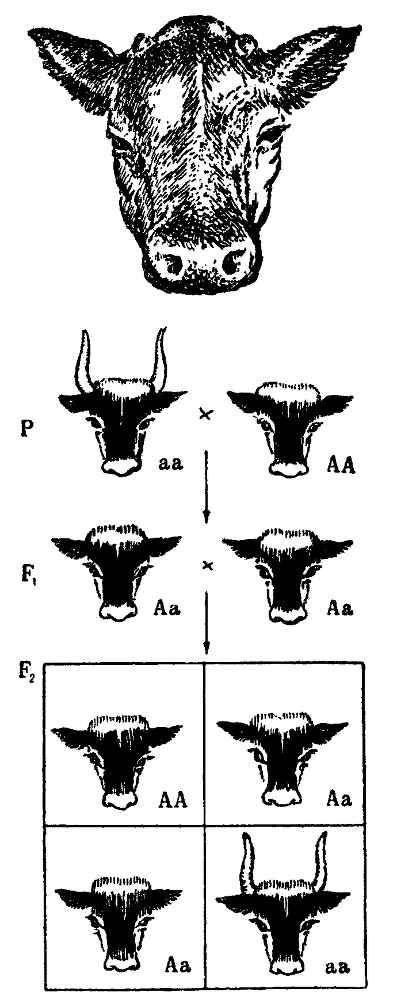 Мутант-5 img_12.png