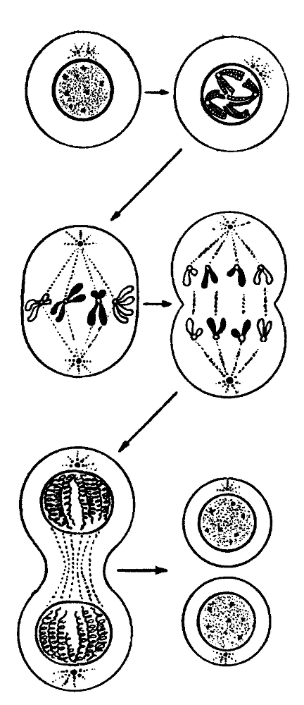 Мутант-5 img_23.png