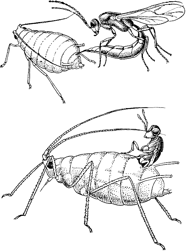 Биологические прогулки img_34.png