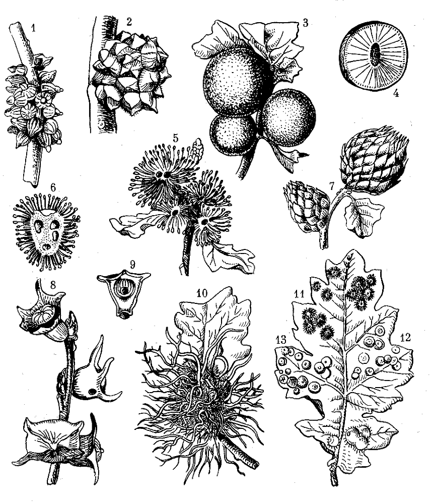 Биологические прогулки img_51.png