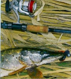 За щукой по малым водоёмам pic_14.jpg