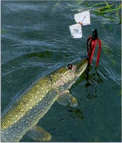 За щукой по малым водоёмам pic_27.jpg