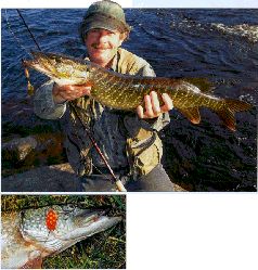 За щукой по малым водоёмам pic_28.jpg