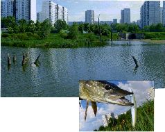 За щукой по малым водоёмам pic_29.jpg
