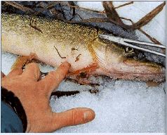 За щукой по малым водоёмам pic_33.jpg