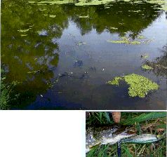 За щукой по малым водоёмам pic_35.jpg