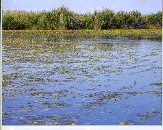За щукой по малым водоёмам pic_37.jpg