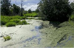 За щукой по малым водоёмам pic_43.jpg