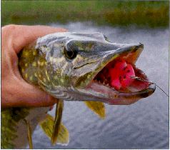 За щукой по малым водоёмам pic_45.jpg