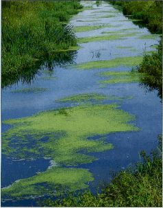 За щукой по малым водоёмам pic_52.jpg