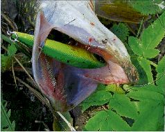 За щукой по малым водоёмам pic_53.jpg