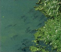 За щукой по малым водоёмам pic_57.jpg