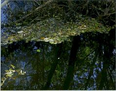 За щукой по малым водоёмам pic_58.jpg