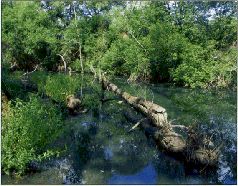 За щукой по малым водоёмам pic_66.jpg