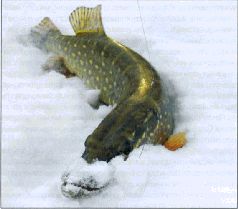 За щукой по малым водоёмам pic_74.jpg