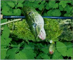 За щукой по малым водоёмам pic_79.jpg