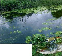 За щукой по малым водоёмам pic_82.jpg